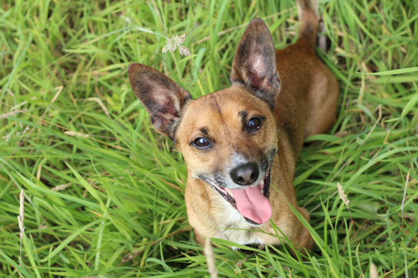 The Canine Companion Welcome