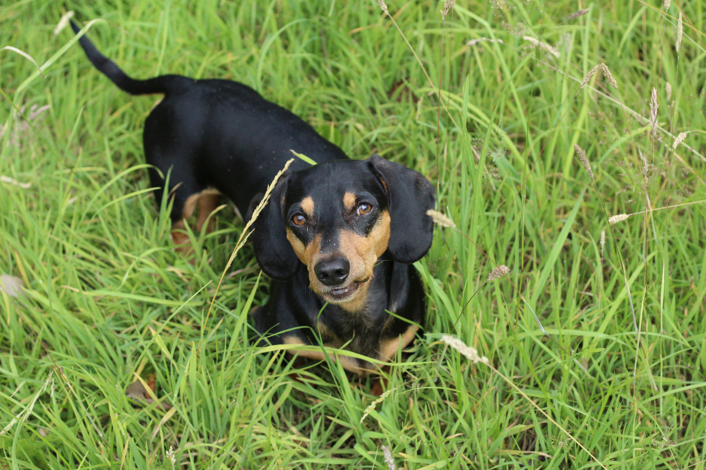 The Canine Concierge