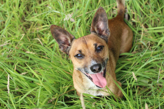 The Canine Companion Welcome